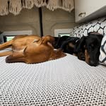Penny & Lotti - @penny_and_lotti - Instagram