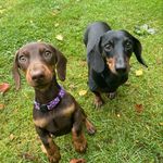 Penny & Lottie - @pennylottie_thedaxies - Instagram