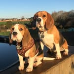 Penny and Lottie - @penny_and_lottie_the_beagles - Instagram