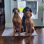 🐾 Penny & Autumn & Maple - @the_plott_and_the_vizsla - Instagram