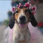 Deanna Babcock - @pennymaplefancy - Instagram