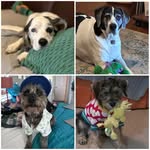 indie_penny_bastian_maple - @indie_penny_bastian_maple - Instagram