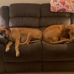 Maple❤️penny - @maple_penny1236123 - Instagram