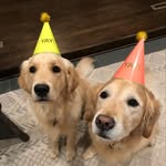 Maple.Penny - @maple.penny - Instagram