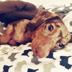 Penelope Maple May - @penny_maple - Instagram
