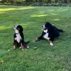 Penny & Maple - @thebernersisters - TikTok