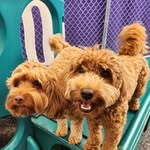 💕Penny & Maple🍁 - @pennyandmaple._.thepuppies - Instagram