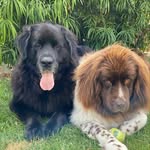 Penny & Maple - @newf_tails - Instagram