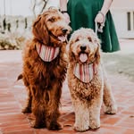 Penny & Maple - @pennyandmapledoodle - Instagram