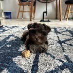 Penny & Maple - @lucky_penny314 - Instagram