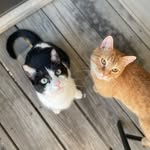 Penny & Maple - @poofypenelope - Instagram