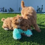 🤍Penny & maple🤍 - @m.golden.girls.p - Instagram