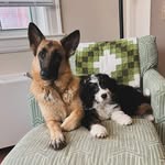 Penny & Maple - @tails_of_penny_and_maple - Instagram