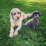 Penny and Maple - @pennyandmaple - Instagram