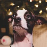 Penny and Maple - @pennyandmaple.lopez - Instagram
