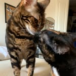 Penny And Maple🐱 - @pennyxmaple - Instagram