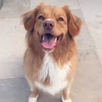 Penny And Maple Toller - @twospoiledtollers - Instagram