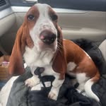 Penny Maple Leaf - @pennymapleleaf - Instagram