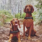 Penny Roo & Maple 🐾 - @vizsisters - Instagram