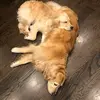 rstout - @penny_maple_hoppy - TikTok