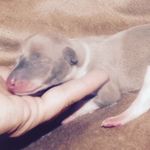 Penny Mia Markey - @penny_iggy - Instagram
