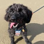 Penny Lee-Mason - @schnoodle_penny - Instagram