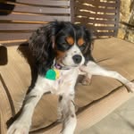 Penny Ann McBride - @penny_the_dog_918 - Instagram