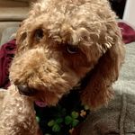 Penny McCormick - @penny_the_princess68 - Instagram
