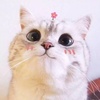 Penny - @pennycatss - TikTok