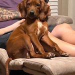 Penny McLaughlin - @penny_the_redbonecoonhound - Instagram