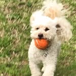 Penny Lane the Poodle Mix - @pennyfromtheblock_1 - Instagram