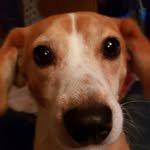 Penny the Beagle Mix - @beaglemixonaboat - Instagram