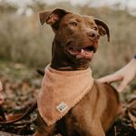 Penny the bully mix rescue (& Lauren) - @pennyb4real - Instagram