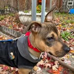 Penny the pit mix - @pennypittypuppy - Instagram