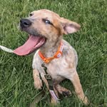 Penny the rescued Cattledog mix - @theredspeckledpenny - Instagram