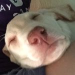 Meg Penny Mock - @meg_is_a_puppy - Instagram