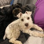 Penny & Monroe - @its.schnau.or.never - Instagram