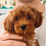 Penelope Noodle Morrow - @pennymorrow_ - Instagram