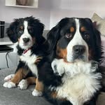 Penny&Harper • Bernese Mountain Dog - @pennyandharper_bernesemountain - Instagram