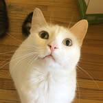 Penny & Nickle’s healthy diet - @fatcatrecovery - Instagram