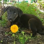 Penny Nickles Donoghue - @thepuppypennynickels - Instagram