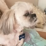 Penny Smart🐶 - @penny_nickle_smart - Instagram