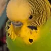 pennynickles - @pennynickles5 - TikTok
