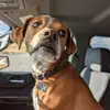 Penny the Bogle - @penny_bogle - TikTok