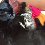 Penny & Leo Patel - @pennyandleoadventures - Instagram