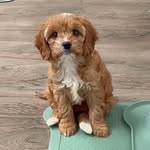 Penny Patel - @penny_cavapoo_puppy - Instagram