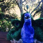 Penny Peacock - @penny_the_fab_peacock - Instagram