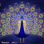 Penny Peacock - @connie_colettalong - Instagram