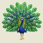 Penny Peacock 🦚 - @pennyspeni_ - Instagram