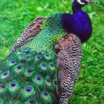 Penny✌ - @penny_the_peacock - Instagram
